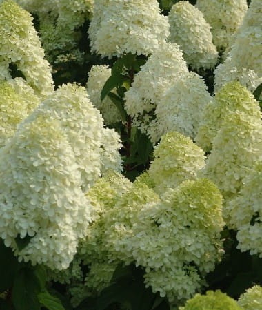 hydrangea_paniculata_limelight.jpg