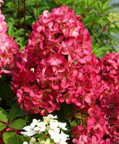 hortensja-bukietowa-diamant-rouge-hydrangea-paniculata-2.jpg